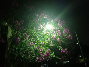 Low angle view of illuminated trees at night