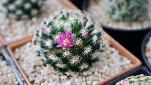 Close-up of cactus flower pot