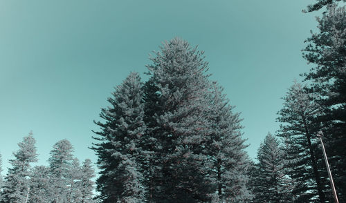 Low angle view of pine trees against sky during winter