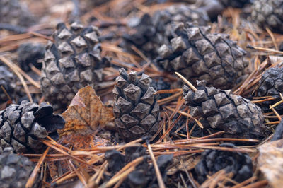 Close-up of pine cone on field