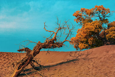 Bare tree in desert against sky