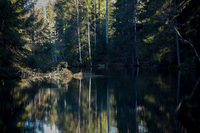 Scenic view of lake in forest