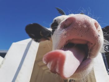 Close-up of a horse