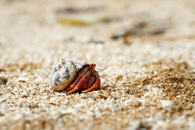 Close-up of shell on sand