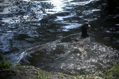 High angle view of man swimming in lake