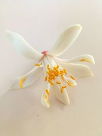 Close-up of white flower