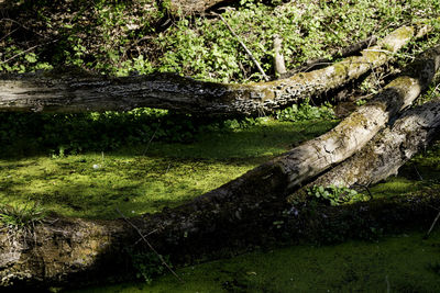 Close-up of lizard on tree trunk in forest