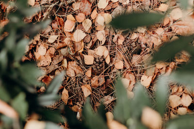 Close-up of dry leaves on field