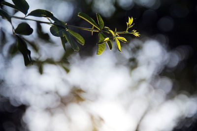 Green, fresh, dreamy plants