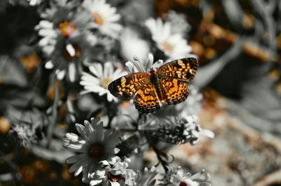 Close-up of butterfly on flower