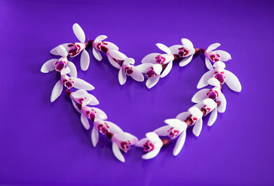 Snowdrops flowers in heart shape on violet background. snowdrops is the first flowers  in spring