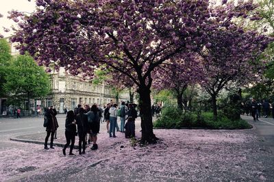 People standing under cherry tree on sidewalk