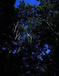 Low angle view of trees against sky