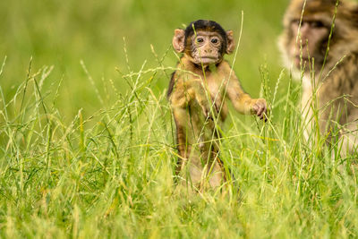 Close-up of monkey on grassy field