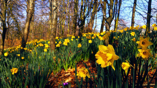 Yellow flowers blooming in field
