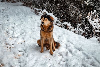 Dog on snow covered land