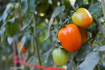 Close-up of tomatoes growing in farm