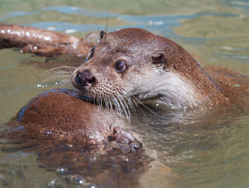 Close-up of an animal in sea