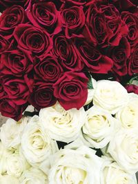 Full frame shot of red flowers