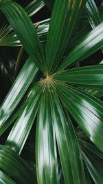 Close-up of palm tree