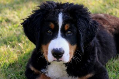 Close-up portrait of dog