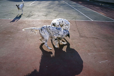 High angle view of dog on street