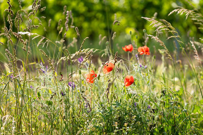 Close-up of red poppy flowers on field