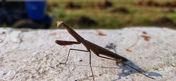 Close-up of insect on rock