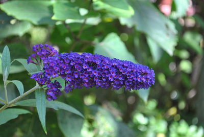 Close-up of purple flowering plant