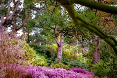 Close-up of purple flowering plants in forest