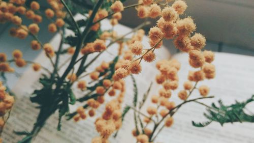 Close-up of flowers in snow