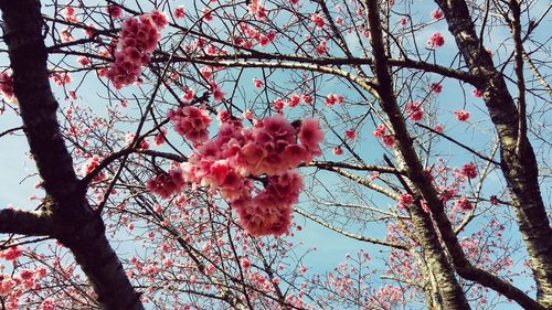 Low angle view of pink cherry blossoms in spring