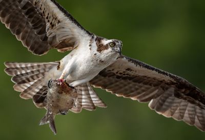 Close-up of hawk holding fish while flying