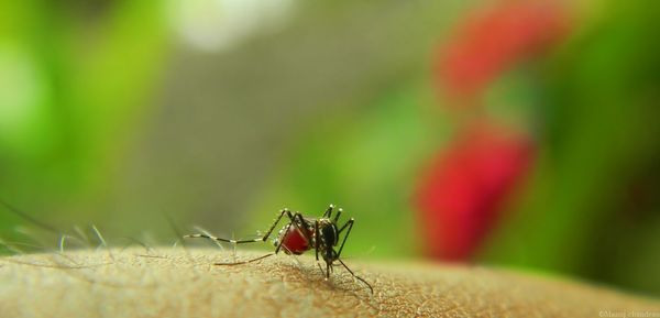 Close-up of insect on leaf