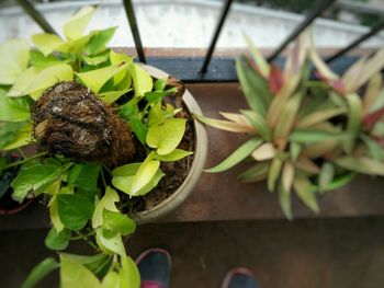 Close-up of potted plant