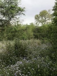 Scenic view of flowering plants on field against sky