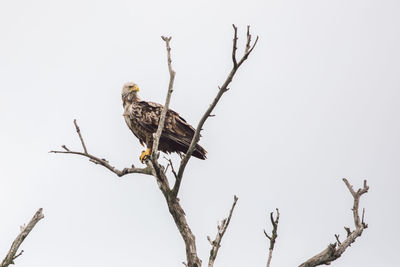 Low angle view of eagle perching on branch