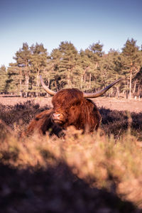 Scottish highlander