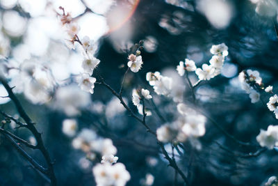 Close-up of apple blossoms in spring