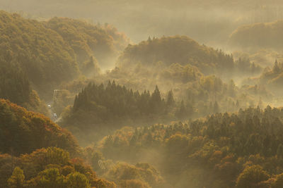 Trees in forest during foggy weather