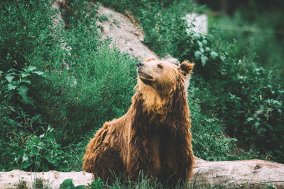 Grizzly bear relaxing on grassy field