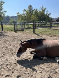 View of an animal on field