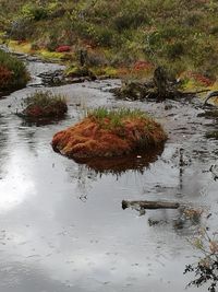 Reflection of tree in water