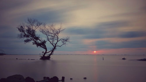 Silhouette tree by sea against sky during sunset