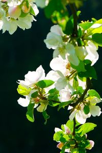 Close-up of white flowers