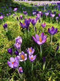 Close-up of purple crocus blooming on field