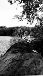 Reflection of trees in water