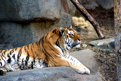 Cat lying on rock in zoo