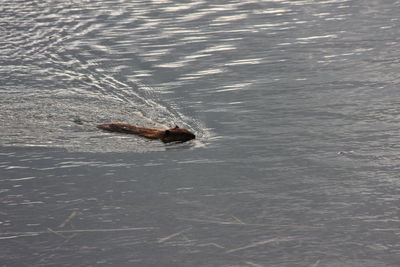 High angle view of person swimming in sea