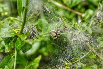 Close-up of spider on web